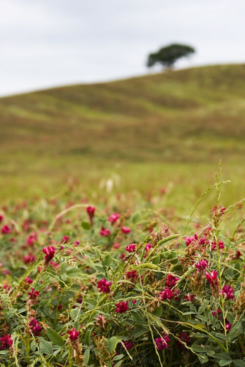 田野田野上粉色花朵的垂直镜头自然颜色环境