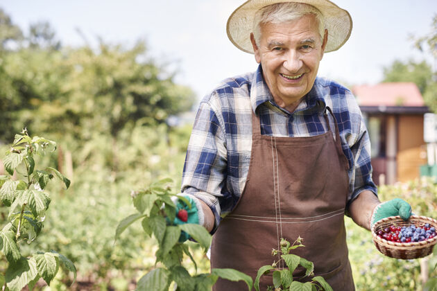 收获一个拿着水果在地里干活的老人健康的生活方式农场水果