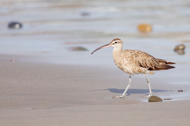 长特写镜头：一只幼小的卷尾鸟 长着细长的喙 在岸边散步自然鸟类学观看