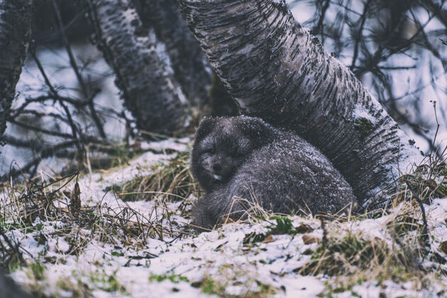 荒野白天绿草上的黑熊狐狸冰岛大自然