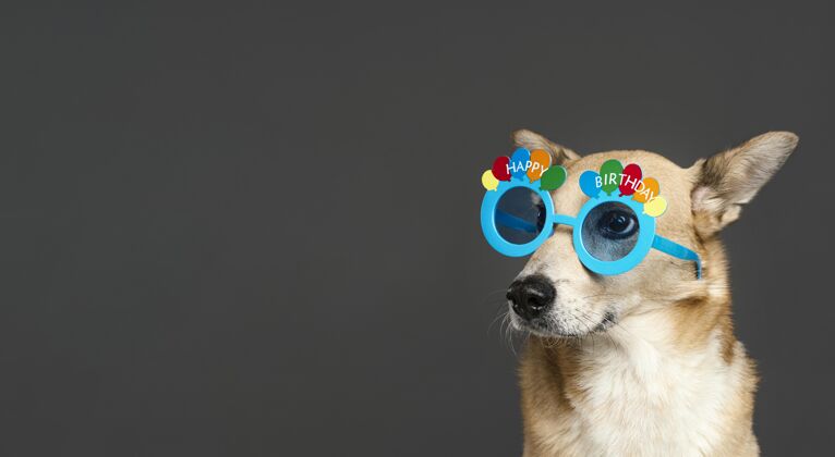 宠物戴着蓝色眼镜的可爱的狗狗姿势狗