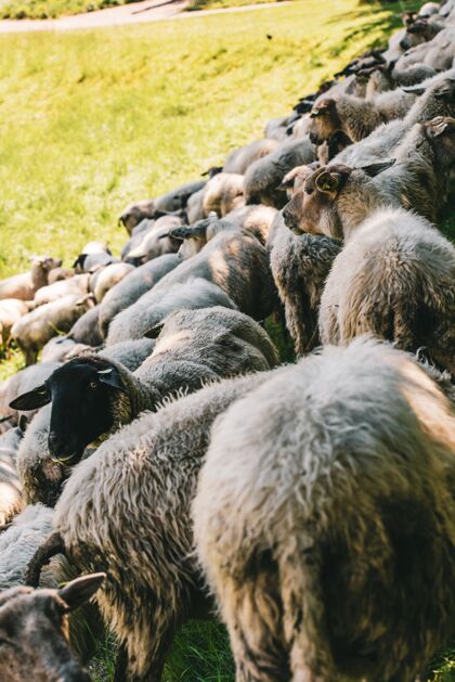 羔羊一个阳光明媚的日子里 一群绵羊在草地上吃草的垂直镜头被拍下来了动物牧群农业