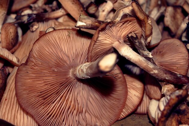 秋天高角度特写镜头的一堆奇异的棕色山蘑菇新鲜生的夏天