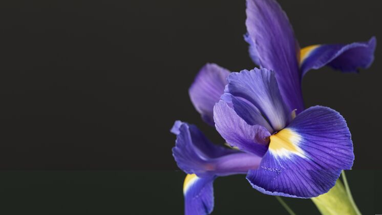 自然漂亮的紫花开花美丽花瓣