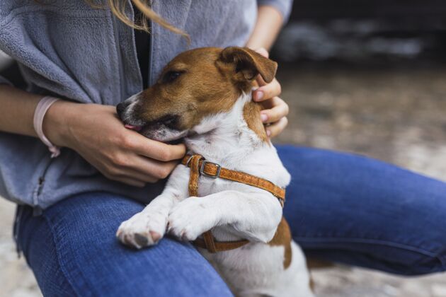 朋友特写镜头：一只小杰克罗素猎犬在阳光下舔着一个人的手手户外繁殖