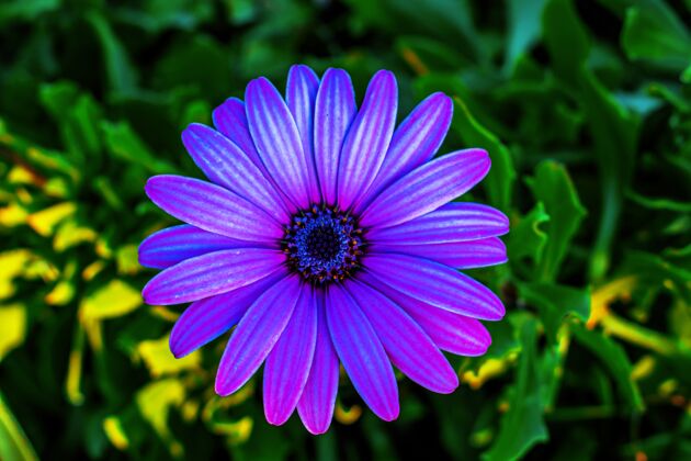 花朵一朵紫色非洲雏菊的选择性聚焦镜头色彩细节安排