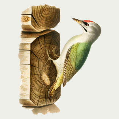 手绘手绘风格的欧洲绿啄木鸟动物鸟类古董