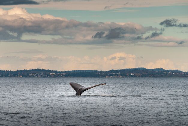 巨人加拿大不列颠哥伦比亚省温哥华海岸的座头鲸潜水的美丽照片波浪海洋自然