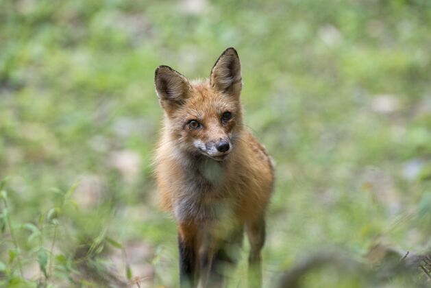 毛皮一只敏捷的狐狸在阳光下被绿树环绕 选择性聚焦食肉动物野生动物
