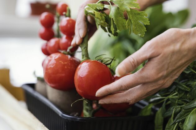 西红柿女人照顾种植的西红柿的侧视图蔬菜植物室内