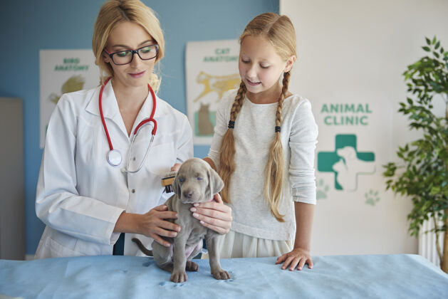 帮助在兽医那儿给小狗刷牙的女孩动物小狗护理