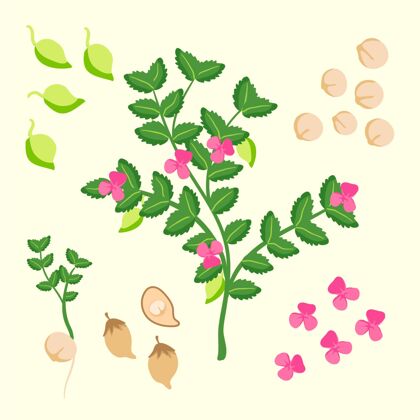 插图手绘鹰嘴豆和植物插图鹰嘴豆豆类植物