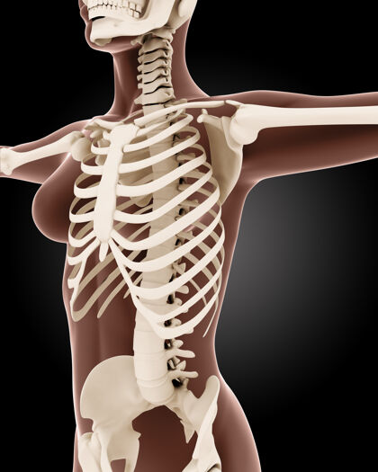 背痛女性医学骨骼的3d渲染脊柱女人内部