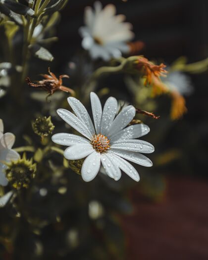 易碎有水滴和花粉的白色花瓣植物学雏菊水