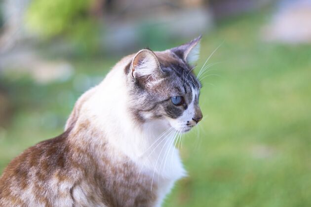 模糊一只美丽的蓝眼睛白棕色猫的特写镜头 背景模糊头发条纹封闭