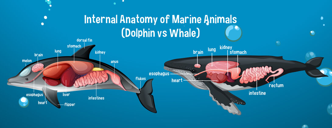 系统海洋动物的内部解剖（海豚对鲸鱼）解剖学微生物学图表