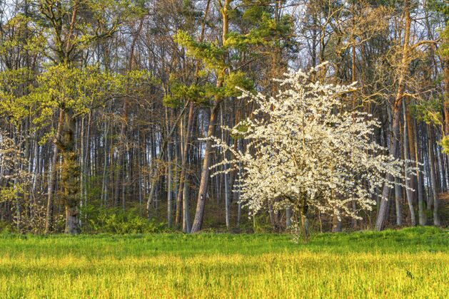 叶美丽的照片 一棵盛开的白树被绿叶环绕草森林植物