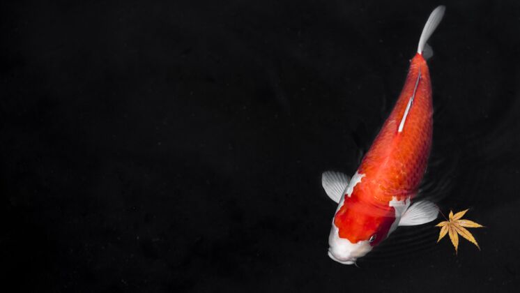 海底顶视图彩色锦鲤鱼顶视图海洋锦鲤鱼