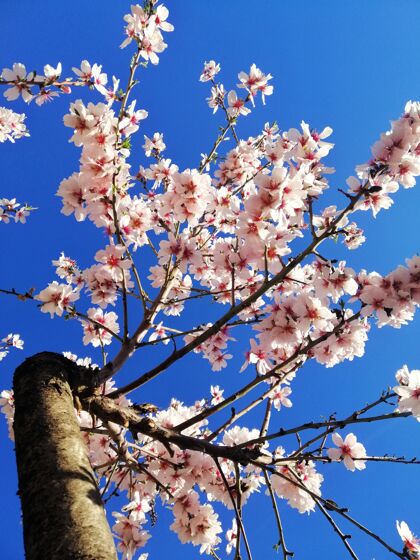 花园杏仁树和蓝天上美丽的白花特写镜头植物植物学树枝