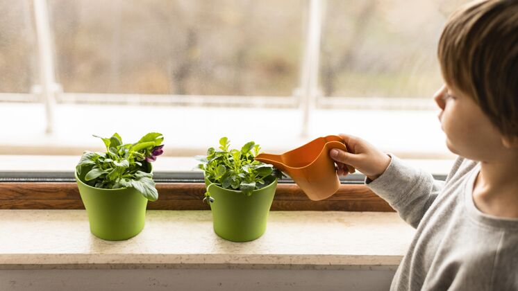 有机小孩子在窗边浇花蔬菜栽培自然