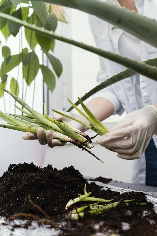 园艺把拿着植物的手收起来植物生长花园