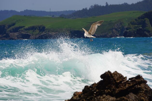海鸥在岸上钓鱼的海鸥潮湿海洋海洋