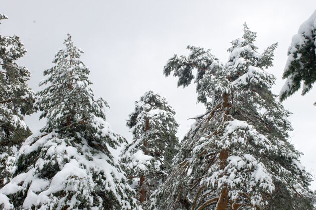 天空低角度拍摄的雪覆盖了高大的树木在一个领域在白天雪玻璃背景