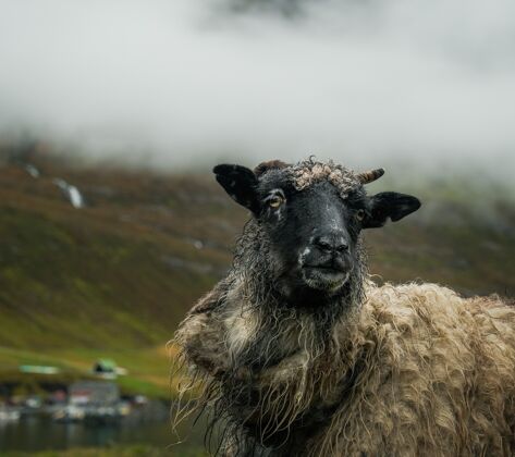 田野羊在山上吃草家庭哺乳动物农业