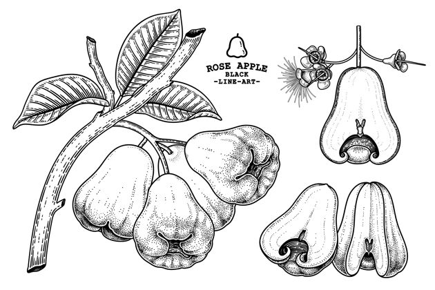收获套玫瑰苹果水果手绘元素植物插图维生素营养饮食