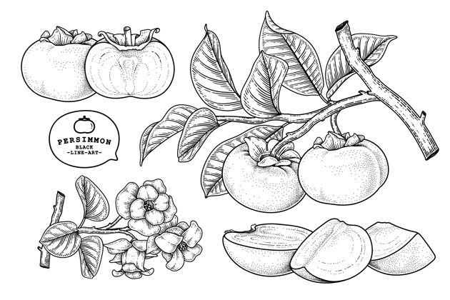 饮食一套扶余柿子果品手绘元素植物插图多汁农场切片
