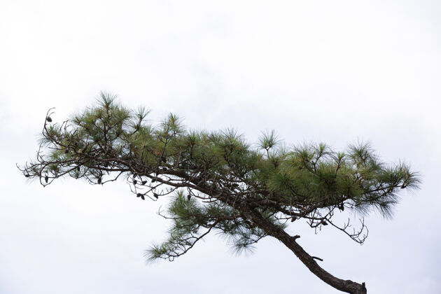 硬木白色背景上的天然新鲜松树松果环境优雅