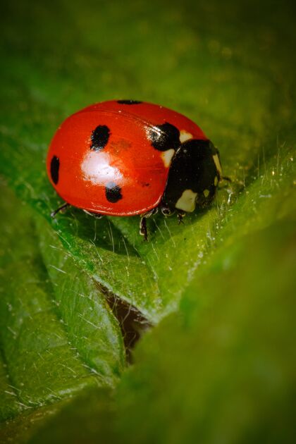 充满活力垂直特写的瓢虫甲虫在一片叶子上瓢虫昆虫自然