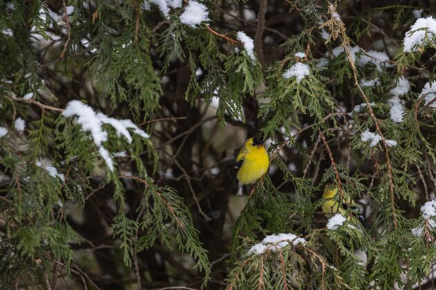 植物小黄金丝雀坐在白雪覆盖的松树的细枝上金丝雀季节松