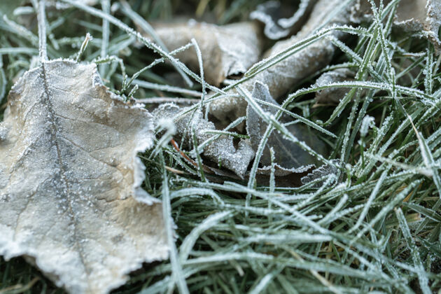 植物在寒冷的清晨 在初升的太阳的照耀下 草和树叶被晨霜冻住了蓝色寒冷水晶