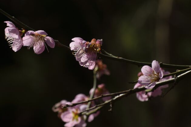 自然树枝上紫色花朵的特写镜头植物季节黄色
