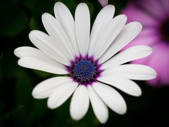 叶美丽的白色斗篷雏菊在花园宏观图片斗篷植物学开花