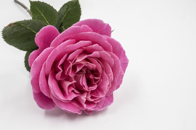 花一朵美丽的粉红色玫瑰的特写镜头 水滴孤立在白色的距离上滴水关闭