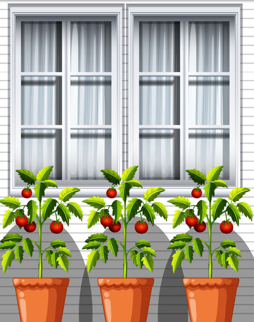 户外三个西红柿植物在窗户背景的花盆里西红柿茎景观