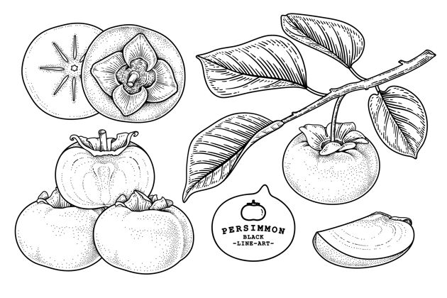 树一套扶余柿子果品手绘元素植物插图饮食钢笔水果