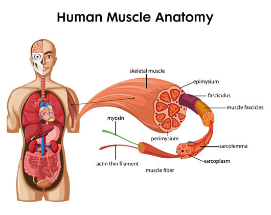 微生物学人体肌肉解剖学与人体解剖学肌肉学习生理学