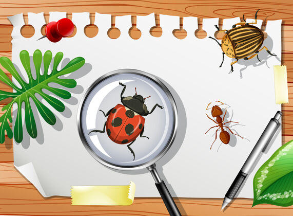木头桌子上有许多不同的昆虫 请靠近爬行生活生物