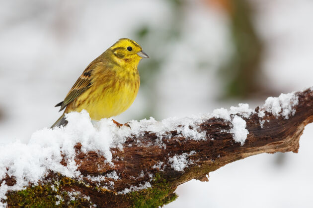 苔藓一只黄色的鸟栖息在被雪覆盖的树枝上寒冷黄色树枝