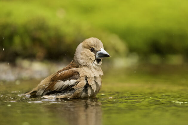 翅膀一只正在洗澡的山雀鸟的特写镜头羽毛可爱动物