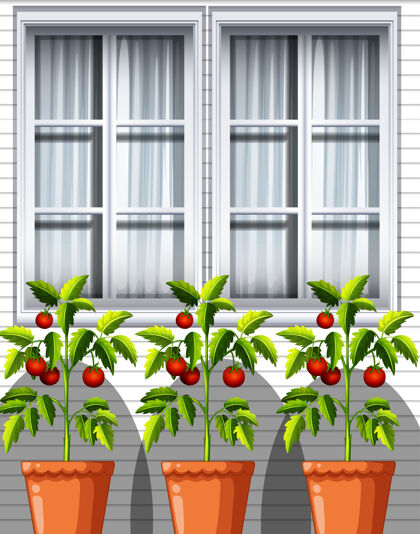 户外三个西红柿植物在窗户背景的花盆里西红柿茎景观