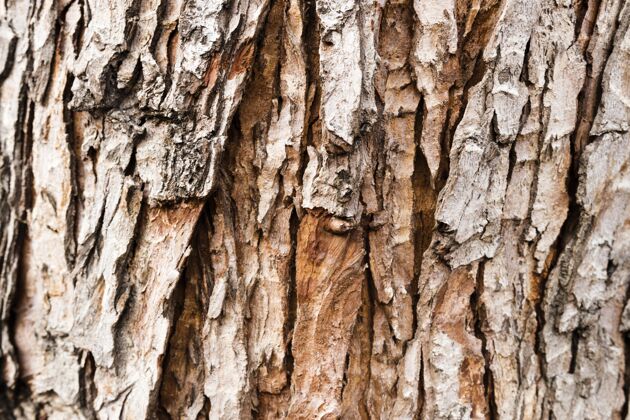 表面树皮顶视图木材树皮树