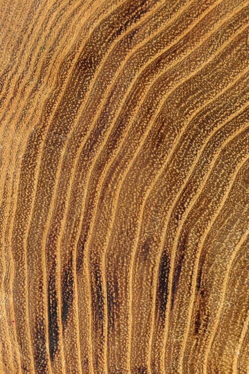 生长木环特写镜头向上平面木材