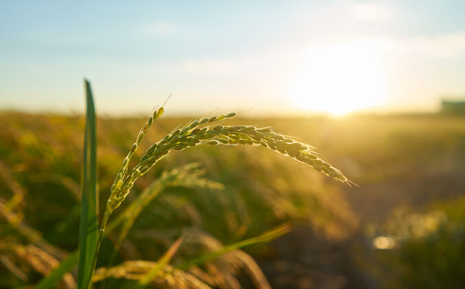 土地巴伦西亚日落时的水稻种植细节 种植园的焦点不在稻谷在植物种子里自然植被风景