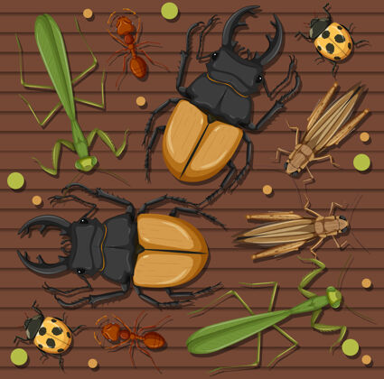 自然木制墙纸上的一组不同的昆虫生物虫子可爱