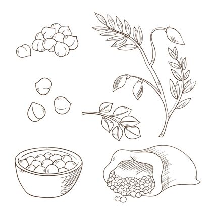 绘图逼真的手工绘制鹰嘴豆和植物收集种子豌豆营养
