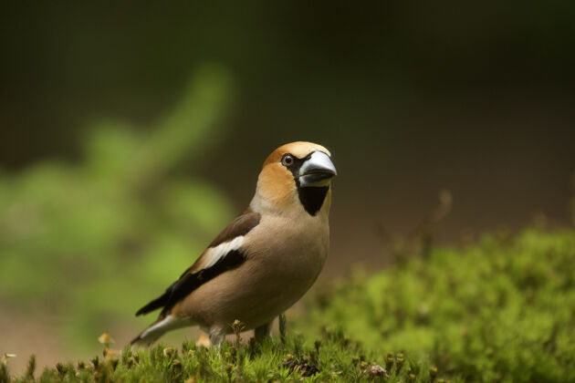 哺乳动物普通大嘴的选择性聚焦镜头特写选择性鸟类